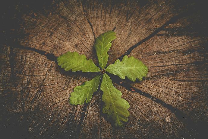 a leaf that is sitting on a piece of wood